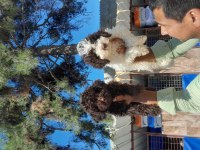Lagotto yavrularımız biri birinden güzal maşallah