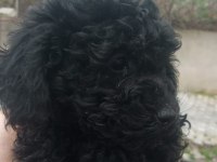Toy poodle köpeği