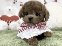 Toy Poodle Köpeği