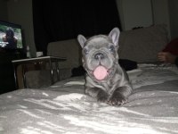 EGZOTİC BLUE FRENCH BULLDOG DAHA İYİ ANATOMİ YOK