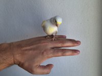 Malinua Cinsi Dişi Kanarya Sahiplendirilecektir