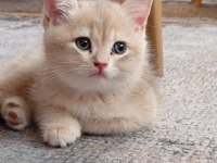 A KALİTE BRİTİSH SHORTHAİR YAVRULAR