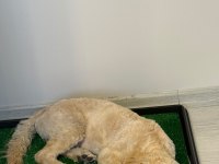 Latte 81 ile gönderim mevcut köpeğimiz