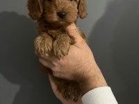 2 red 1 apricot son 3 yavru poodle