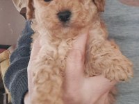 Mükemmel Toy Poodle Yavrular