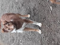 Oyuncu köpeğim