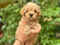 Irkının harikası maltipoo yavrularım