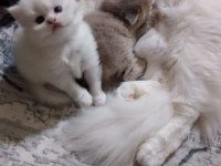 British longhair bebişler