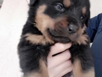 Rottweiler yavrularımız