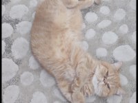 9 aylık dişi exotic shorthair