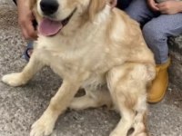 7 aylık golden retriever