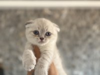 BEBEK YÜZ SCOTTISH FOLD SILVER YAVRULARIM 