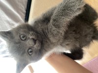 British shorthair yavrularımız yeni yuvasını arıyor