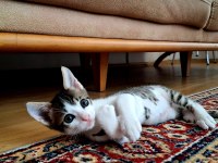 Evcil Yavru Erkek Kedi, 2 aylık, Tekir