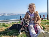 3 yaşında eğitimli blue tan quad french bulldog