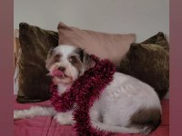 Ücretsiz 5 yaşında dişi terrier