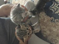 British shorthair yavrular 6 tane