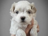 ÇOK ÖZEL MALTİPOO YAVRULARIMIZ