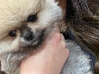 Show kalite tea cup teddy pomeranian boo yavrular