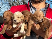 Maltipoo yavrular