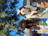 Lagotto Yavrularımız Biri Birinden Güzal Maşallah