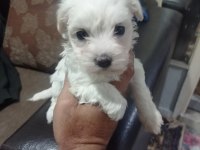 Maltese yavrular
