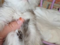 Sütten Kesilmek Üzere Persian yavrular