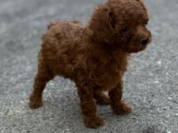Safkan Toy Poodle