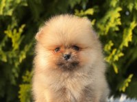 Pomeranian Boo Yavrularımız Yeni Yuvasını Arıyor