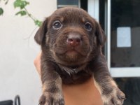 Rus Finosu Köpeğimiz