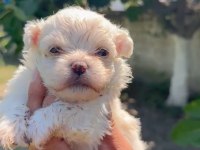 Maltese Yavru Minyatür Boy