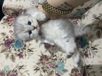 Eskişehir Tepebaşı British Longhair