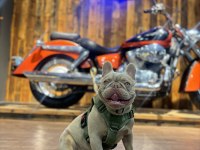 Renkli Gözlü Irk Garantili French Bulldog Yavrum