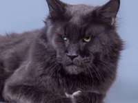 Maine Coon Dişi Black Smoke Tortie Wcf Pet