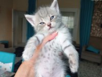 2 aylık british shorthair