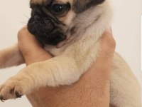 Muhteşem safkan pug yavruları