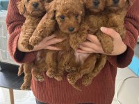 Poodle Miniklerim benim