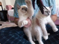 Ragdoll Bebekler