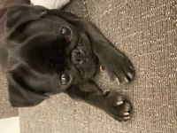 Çiftleştirme Pug Köpeğimiz İçin