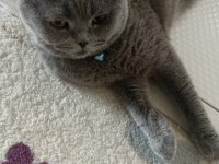 Kısırlaştırılmış ev kedisi scottish fold