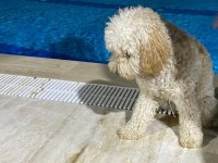 HER İLE GÖNDERİM VAR ÇİPLİ KARNELİ PASAPORTLU POODLE
