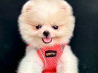 Sevimli Pomeranian Boo Yavrularımız