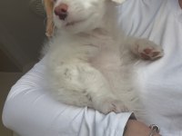 Maltipoo yavru köpeğimiz