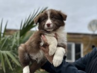 Border Collie Yavruları