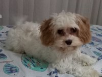MALTİPOO BEŞ AYLIK DİŞİ