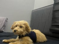 6 aylık maltipoo