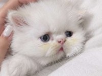 İran persian safkan bebeklerim