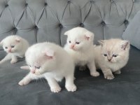 Scottish fold erkek kardeşler