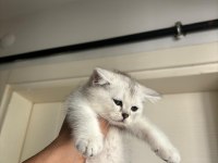 2 aylık erkek british shorthair yavrular