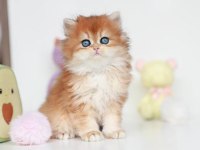 Altın Parlaklığında Golden British Longhair 